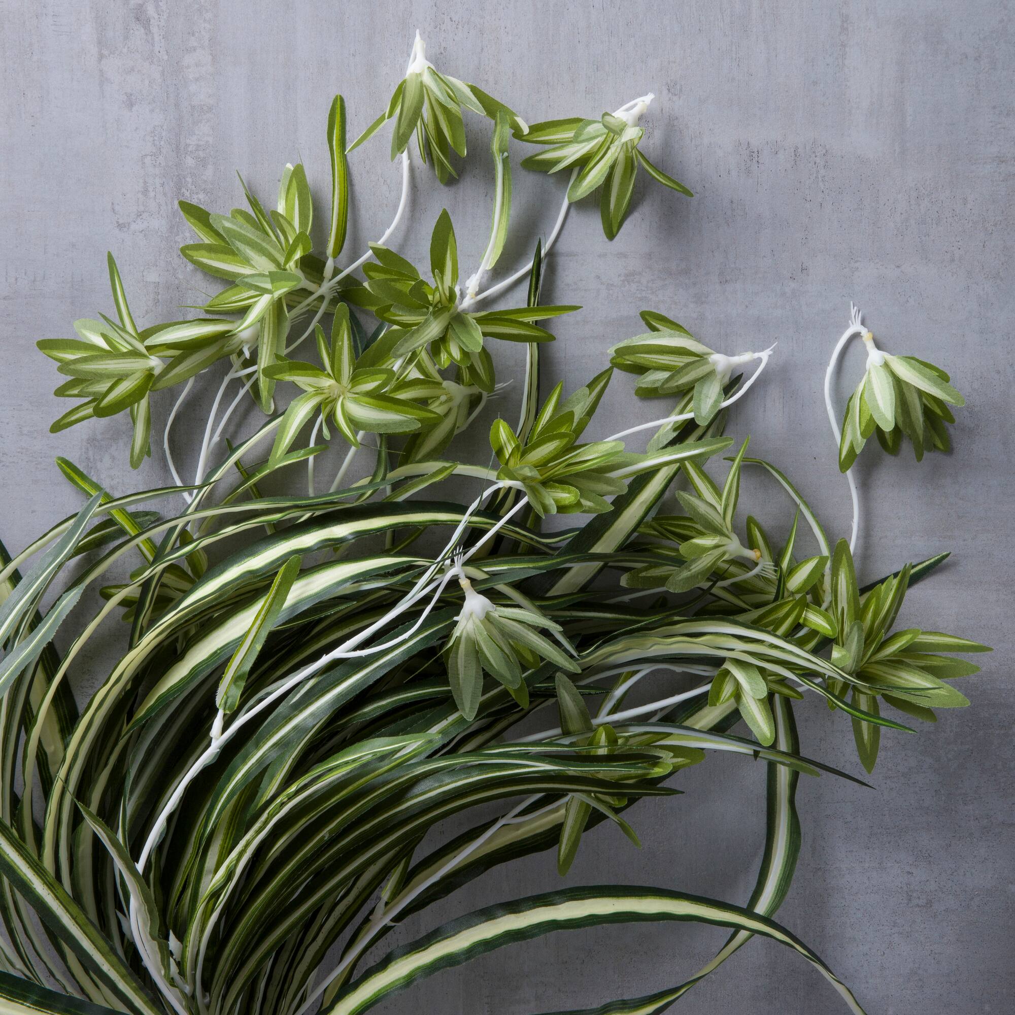 Variegated Spider Bush Classic Greenery Collection by Ashland®